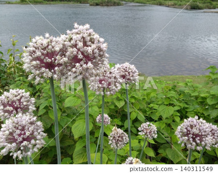 Garlic flowers blooming by the river and a tranquil waterside scene. 140311549