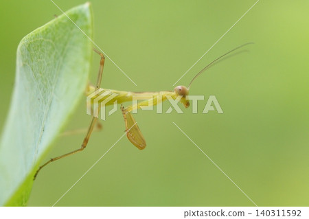 Baby praying mantis on a leaf Baby praying mantis on a leaf 140311592
