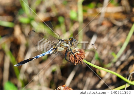 A male Common Skimmer dragonfly resting its wings. 140311593
