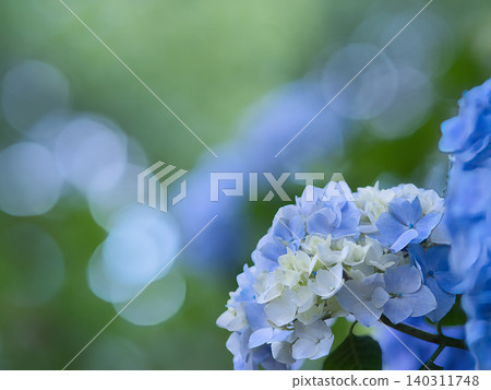 Blue hydrangea Blue hydrangea 140311748