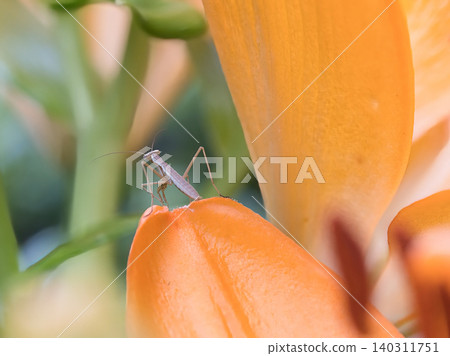 A praying mantis perched on a lily flower A praying mantis perched on a lily flower 140311751