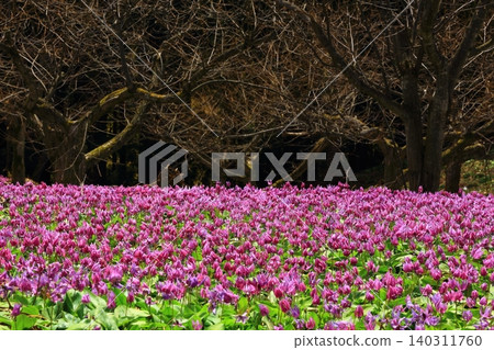 草原蛤蜊 草原蛤蜊 140311760