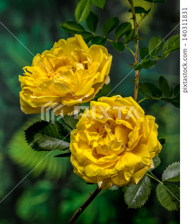 Two Bright Yellow Rose Flowers Blooming on Bush in Garden Two Bright Yellow Rose Flowers Blooming on Bush in Garden 140311831
