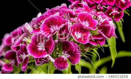 Beautiful Pink Sweet William Dianthus Flowers on Black Background Beautiful Pink Sweet William Dianthus Flowers on Black Background 140311838