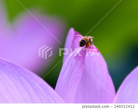 A bee resting on a lotus flower 140312412
