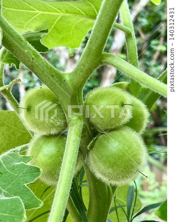 Close-up of green unripe hairy-fruited eggplant on the tree branch in garden 140312431