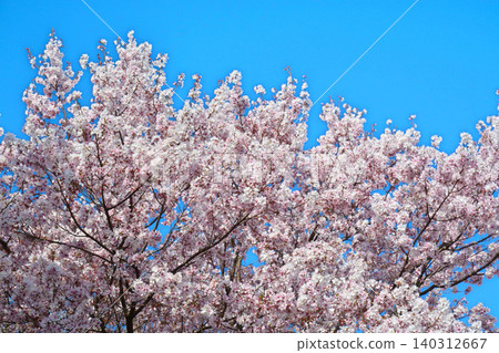 Sakura in full bloom and blue sky Sakura in full bloom and blue sky 140312667