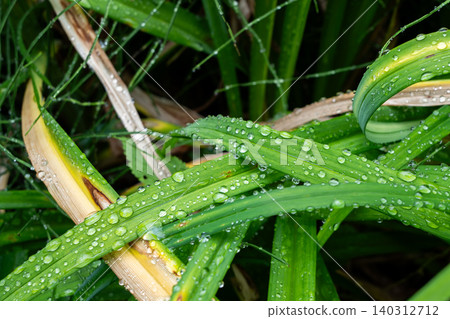 The fresh green leaves of the grass, wet with rain The fresh green leaves of the grass, wet with rain 140312712
