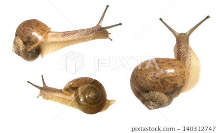 Snail cutout set: Thin-shelled snail 140312747