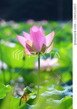 蓮花和芽 蓮花和芽 140312857