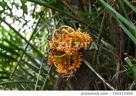 A close up view captures a dense cluster of bright orange fruits on an arenga engleri palm tree in a tropical forest in Hong Kong A close up view captures a dense cluster of bright orange fruits on an arenga engleri palm tree in a tropical forest in Hong Kong 140312909
