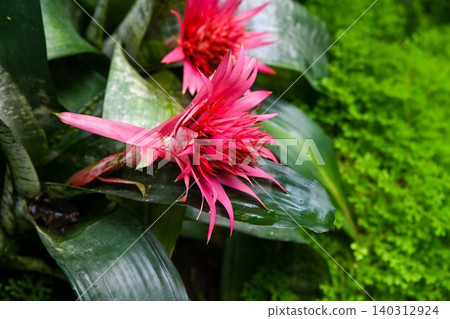 Side view of two pink silver vase aechmea fasciata bromeliad flower blooming on green leaves at Hong Kong Park for exotic botanical garden scene Side view of two pink silver vase aechmea fasciata bromeliad flower blooming on green leaves at Hong Kong Park for exotic botanical garden scene 140312924