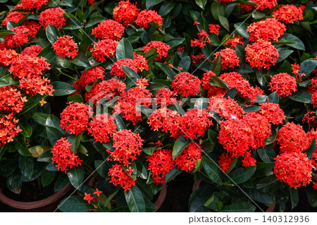 Potted flowering plant ixora chinensis with dense red blooms and glossy green leaves grows in market display in macau 140312936