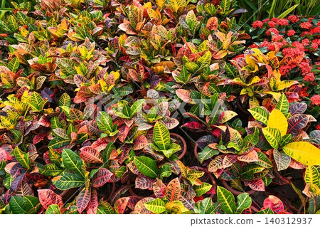Assortment of potted croton plants codiaeum variegatum with colorful green yellow and red leaves at flower market in macau Assortment of potted croton plants codiaeum variegatum with colorful green yellow and red leaves at flower market in macau 140312937