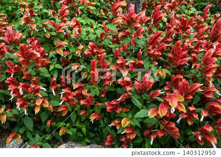 Full frame background texture of beautiful red shrimp plant justicia brandegeeana flowers blooming with leaves in garden Full frame background texture of beautiful red shrimp plant justicia brandegeeana flowers blooming with leaves in garden 140312950