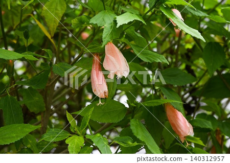 Close up of tropical pink sleeping hibiscus flowers known as Malvaviscus arboreus blooming with green leaves in Macau Close up of tropical pink sleeping hibiscus flowers known as Malvaviscus arboreus blooming with green leaves in Macau 140312957