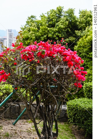 Pink bougainvillea glabra bush blooming with bright magenta flowers in a city park at Macau with green trees in day Pink bougainvillea glabra bush blooming with bright magenta flowers in a city park at Macau with green trees in day 140312961