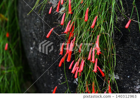 Close up of red firecracker plant flowers known as Russelia equisetiformis blooming on a dark stone wall background in Macau Close up of red firecracker plant flowers known as Russelia equisetiformis blooming on a dark stone wall background in Macau 140312963