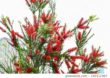 Close up of red bottlebrush flowers known as Callistemon rigidus blooming with green leaves in a city park at Macau in day 140312967