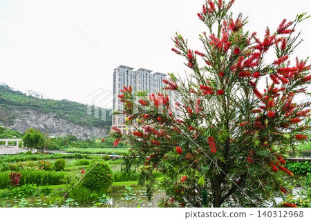 Red bottlebrush tree blooming at Cotai Ecological Zone wetland park with modern residential skyscraper on background 140312968