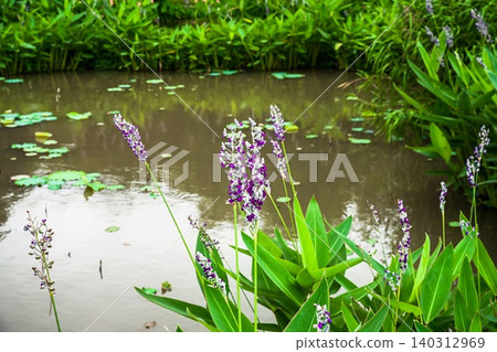 Close up of purple pickerelweed flowers known as Pontederia cordata blooming on a pond background at city park in Macau in day 140312969