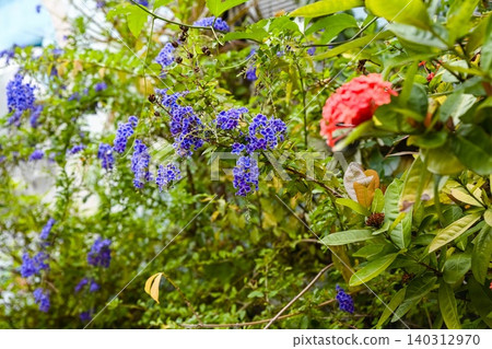 Close up of purple duranta erecta flowers blooming with fresh green leaves in a tropical city park at Macau in spring day Close up of purple duranta erecta flowers blooming with fresh green leaves in a tropical city park at Macau in spring day 140312970
