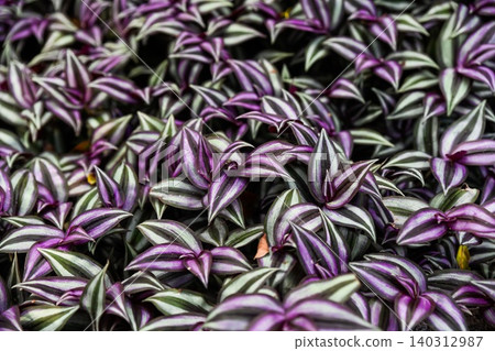 Top view of lush tradescantia zebrina groundcover plants with vibrant purple and green striped leaves in the garden Top view of lush tradescantia zebrina groundcover plants with vibrant purple and green striped leaves in the garden 140312987