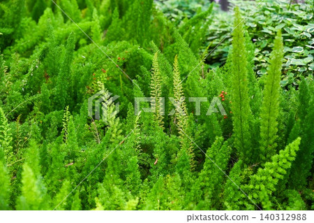Lush green foxtail fern plants with fluffy plume leaves and small red berries growing in the garden groundcover view Lush green foxtail fern plants with fluffy plume leaves and small red berries growing in the garden groundcover view 140312988