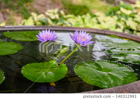 Two purple water lily flowers blooming in a stone container pond surrounded by large green floating leaves in garden Two purple water lily flowers blooming in a stone container pond surrounded by large green floating leaves in garden 140312991