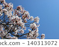Cherry blossoms in full bloom shining in the blue sky Cherry blossoms in full bloom shining in the blue sky 140313072