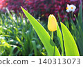 Yellow tulip Yellow tulip 140313073
