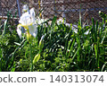 White irises blooming on the fence. White irises blooming on the fence. 140313074