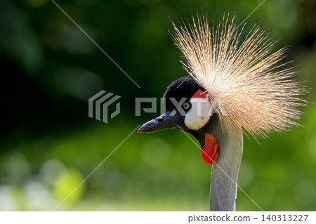 Crowned crane a portrait 140313227