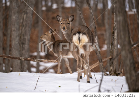A mother and baby Ezo deer standing in the snow-covered Kushiro Marsh. A mother and baby Ezo deer standing in the snow-covered Kushiro Marsh. 140313232