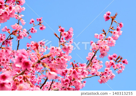 在藍天的冷的標度櫻桃 在藍天的冷的標度櫻桃 140313255