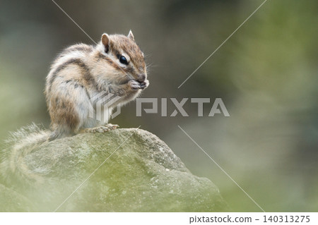 Chipmunk eating food on a stone Chipmunk eating food on a stone 140313275