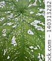 Close-up of water drops on the Caladium bicolor leaf with beautiful alternating green and white patterns. 140313282