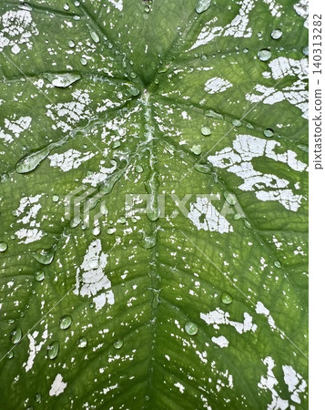 Close-up of water drops on the Caladium bicolor leaf with beautiful alternating green and white patterns. Close-up of water drops on the Caladium bicolor leaf with beautiful alternating green and white patterns. 140313282
