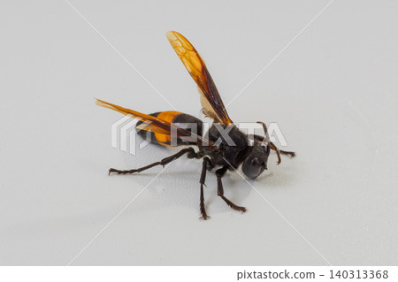 Greater banded hornet or Vespa tropica isolated on white background, macro detailed dangerous stinging wasp pest control concept Greater banded hornet or Vespa tropica isolated on white background, macro detailed dangerous stinging wasp pest control concept 140313368
