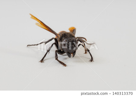 Greater banded hornet or Vespa tropica isolated on white background, macro detailed dangerous stinging wasp pest control concept Greater banded hornet or Vespa tropica isolated on white background, macro detailed dangerous stinging wasp pest control concept 140313370