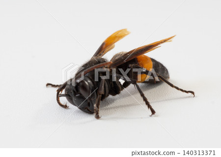 Greater banded hornet or Vespa tropica isolated on white background, macro detailed dangerous stinging wasp pest control concept Greater banded hornet or Vespa tropica isolated on white background, macro detailed dangerous stinging wasp pest control concept 140313371