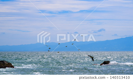 Birds flying over the sea and sky Birds flying over the sea and sky 140313410