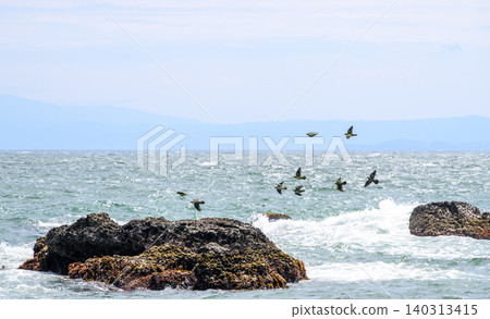 Birds flying over rocky shores and rough waves Birds flying over rocky shores and rough waves 140313415