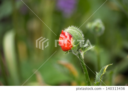 Vibrant red poppy bud showing delicate petals about to unfurl in spring garden Vibrant red poppy bud showing delicate petals about to unfurl in spring garden 140313436
