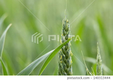 Close-up of a young green wheat ear with delicate yellow anthers and soft bokeh background Close-up of a young green wheat ear with delicate yellow anthers and soft bokeh background 140313444