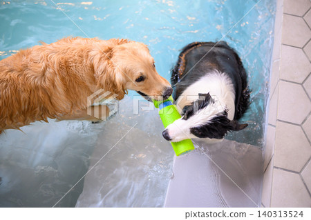 Dogs playing in the water Dogs playing in the water 140313524