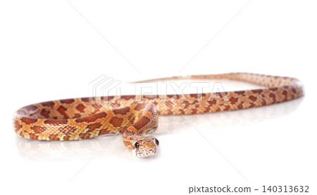 corn snake 140313632