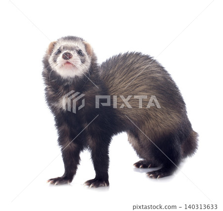 brown ferret brown ferret 140313633