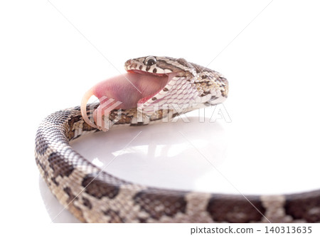 eating European ratsnake eating European ratsnake 140313635
