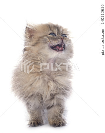 persian kitten 140313636